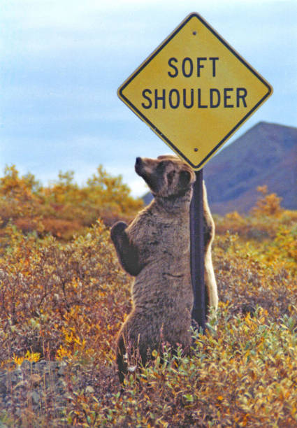 Brown Bear against road sign stock photo