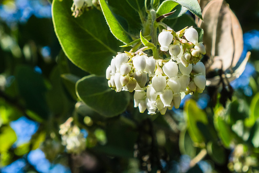 Closeup of white manzanita flowers blooming in Santa Cruz mountains, San Francisco bay area, California