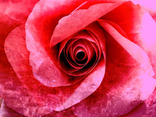Pink rose closed up grunge abstract background texture