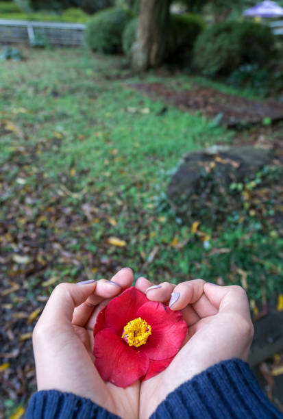 Woman's hand holding onto a single camellia flower in Jeju Island, South Korea