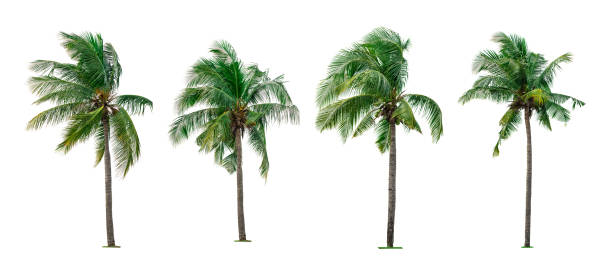 Set of coconut tree isolated on white background used for advertising decorative architecture. Summer and paradise beach concept. Tropical coconut tree isolated. Collection of four coconut palm tree.