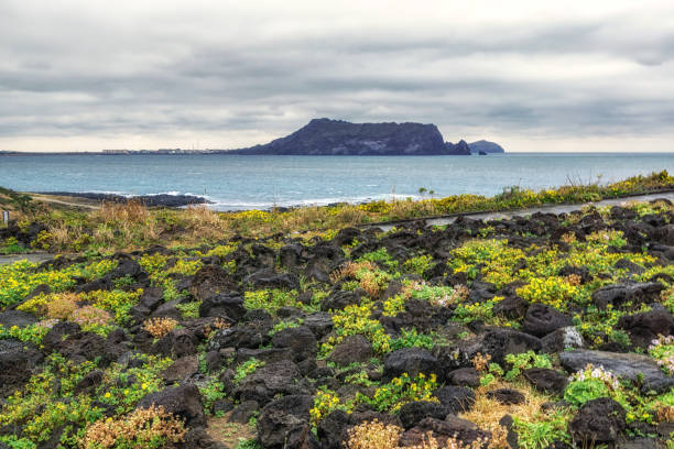 Seopjikoji Seongsan Ilchulbong view with surrounding plants along the coastal lines. Seopjikoji is a famous natural landmark in Jeju Island, South Korea