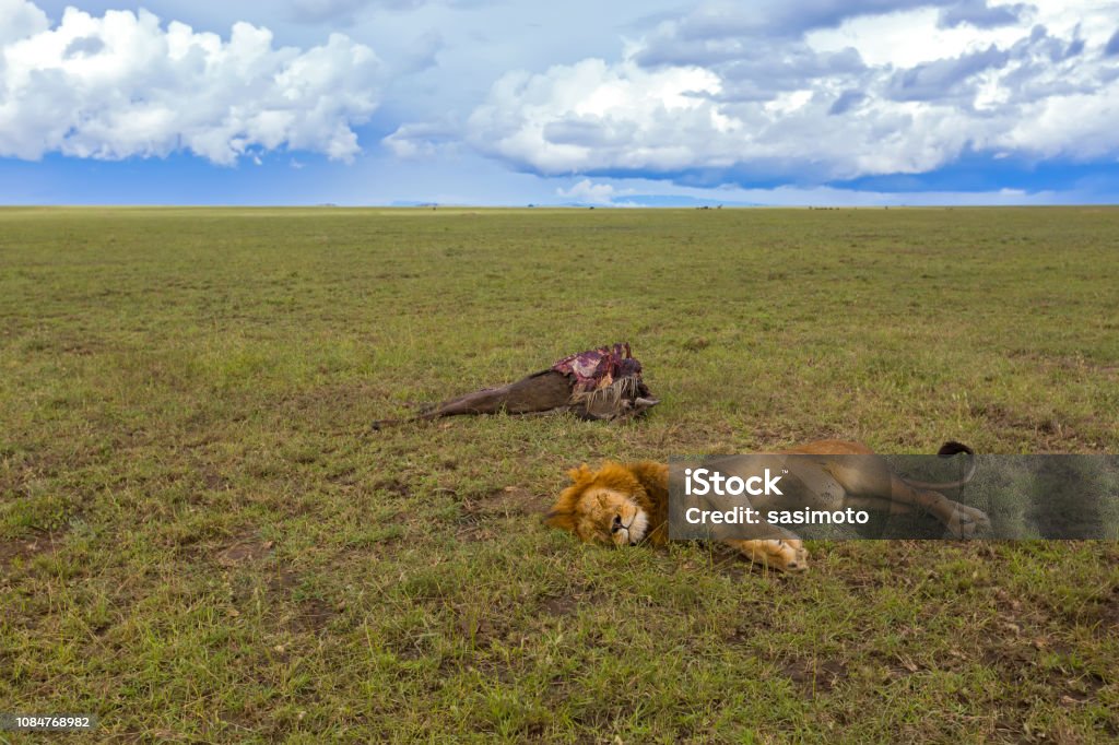Lion mâle dormir à côté de la carcasse de gnous, sa proie dans les plaines du Serengeti en Tanzanie, Afrique - Photo de Mort - Description physique libre de droits
