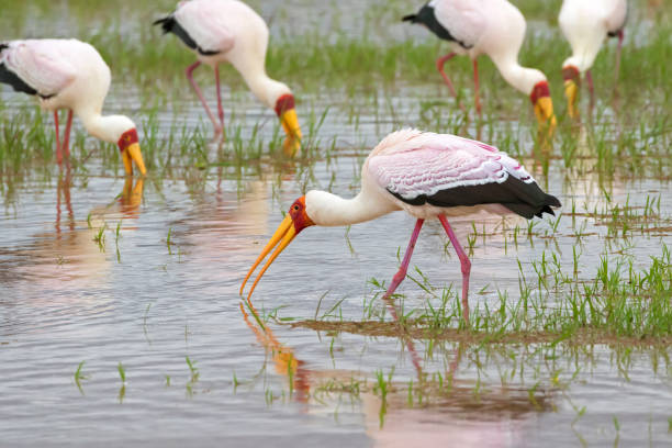 cigogne guée africaine, yellow billed stork (bois, bois ibis) recherche de nourriture pour les poissons dans l’eau au lac manyara, tanzanie, afrique de l’est - lake manyara national park photos et images de collection