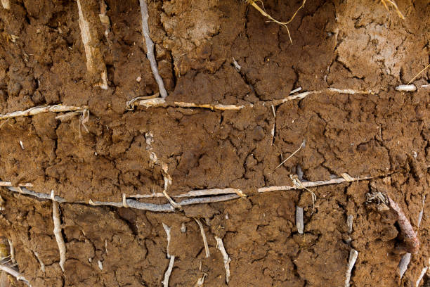 Wall of Maasai’s hut made of cow dungs. Closeup construction of waterproof shelter in Tanzania, East Africa Texture of wall of Maasai’s hut made of cow dungs. Closeup construction of waterproof shelter in Tanzania, East Africa cow dung stock pictures, royalty-free photos & images