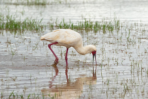 African Spoonbill, wading bird with red spoon shaped bill, face, legs feeding in shallow water at Lake Manyara, Tanzania, East Africa (Platalea alba)