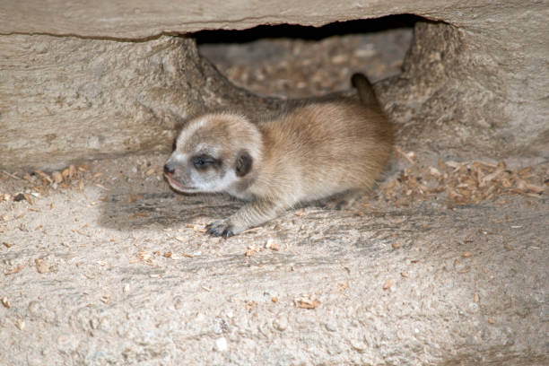 istock meerkat baby 1084773806