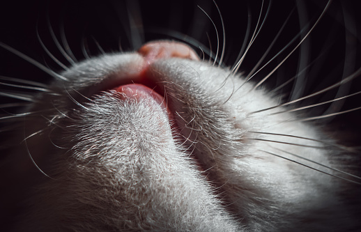 Cat, Mouth, Close up, Cat's mouth, Nose, Chin, Whisker, Macrophotography