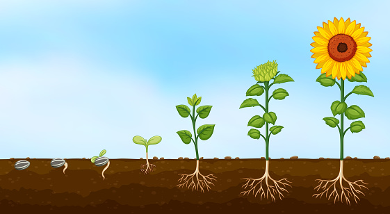 Diagram of plant growth stages  illustration