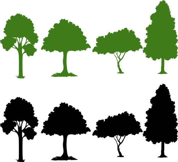 satz der silhouette-anlage - tree stock-grafiken, -clipart, -cartoons und -symbole
