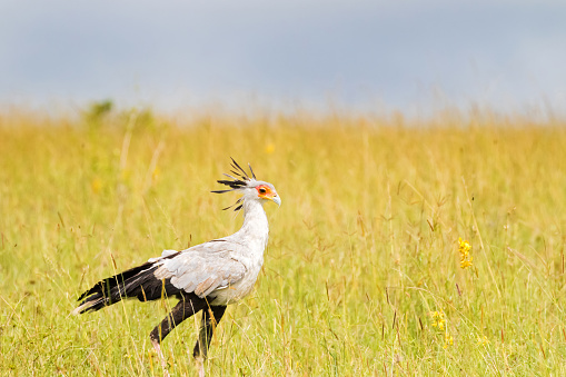 Secretarybird bird with black crest on head, long pink legs and black skirt waling in open grassland at Serengeti National Park in Tanzania, East Africa
