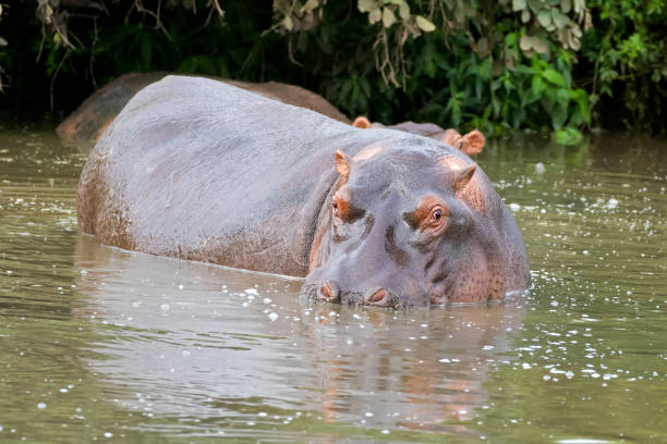 ippopotamo, ippopotamo in acqua che mostra solo occhi, narici, orecchie al parco nazionale del serengeti in tanzania, africa - inhabit foto e immagini stock