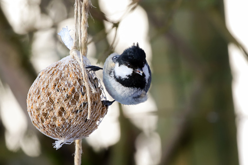 Coal tit bird on nuts seeds in meshed bag. Small passerine in grey black on suet treat feeder during winter in Europe (Periparus ater)