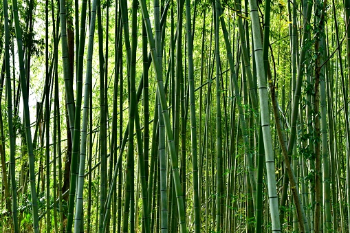 Bamboo Grove in Sagano, Kyoto
