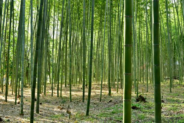 istock Bamboo Grove in Sagano, Kyoto 1084786620