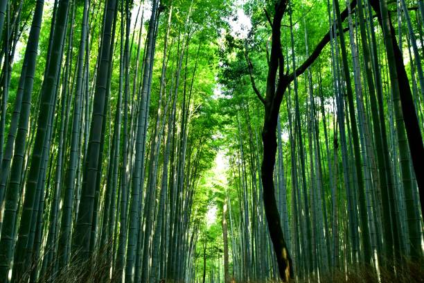 istock Bamboo Grove in Sagano, Kyoto 1084786654