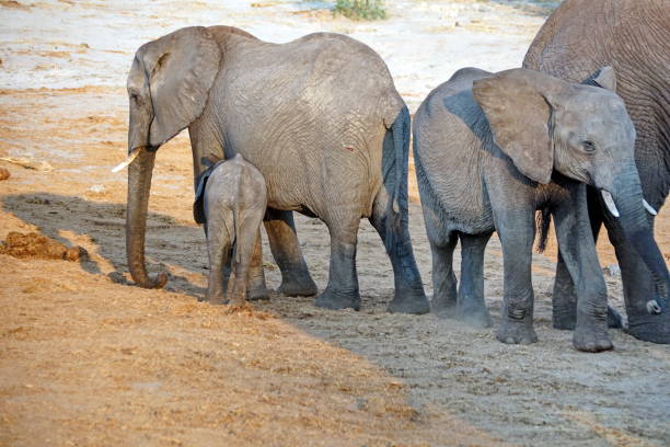 istock Herd of elephants with a baby 1084788758