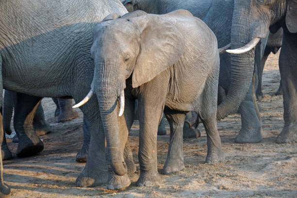 istock Elephants near a watering hole 1084790340