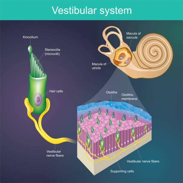 An organ that determines the body's balance. And the direction of the body. 
Vestibular system It is part of the mammal's hearing system. An organ that determines the body's balance. And the direction of the body. Vestibular system It is part of the mammal's hearing system. human cardiopulmonary system audio stock illustrations