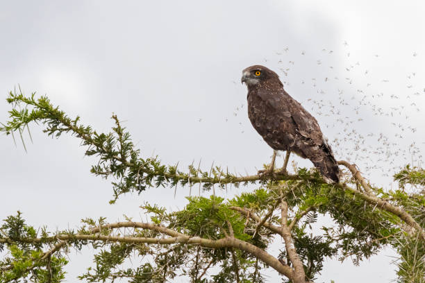 Brown Snake eagle bird of prey with many bugs flying around at Serengeti National Park in Tanzania, Africa Brown Snake eagle bird of prey with many bugs flying around, perching on thorny tree at Serengeti National Park in Tanzania, East Africa (Circaetus cinereus) brown snake eagle stock pictures, royalty-free photos & images