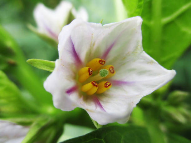 istock Colourful Flowers, Beautiful Nature 1084793650