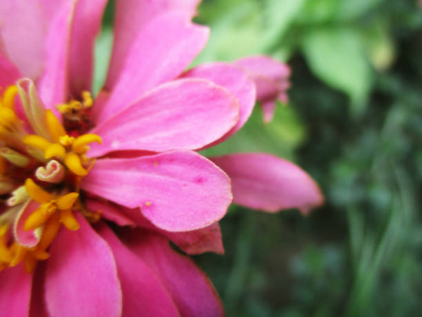 istock Colourful Flowers, Beautiful Nature 1084795264
