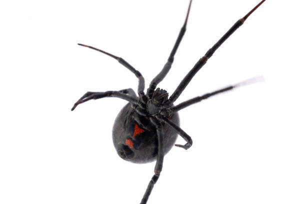 istock ventral side of black widow spider,  Latrodectus hesperus 1084795308