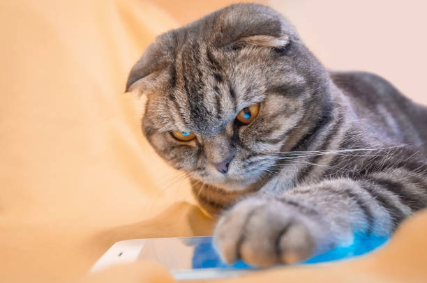 istock Scottish Fold smart cat playing in a smartphone 1084800304