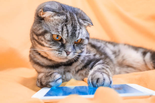 istock Scottish Fold smart cat playing in a smartphone 1084800322