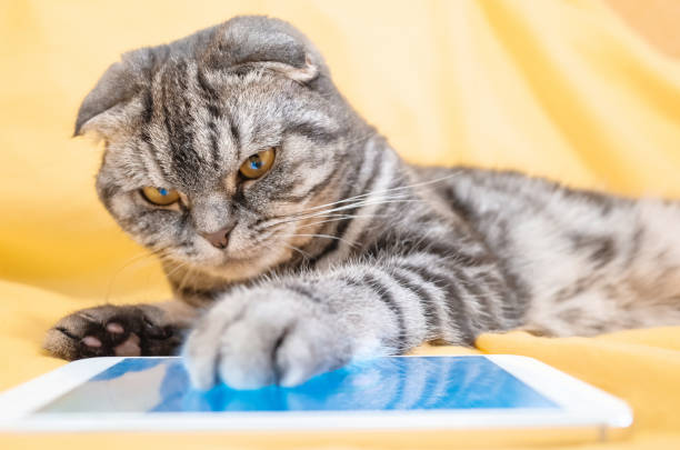 istock Scottish Fold smart cat playing in a smartphone 1084800344