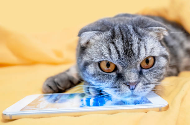 istock Scottish Fold smart cat playing in a smartphone 1084800436
