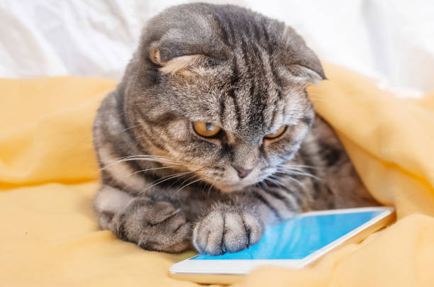 istock Scottish Fold smart cat playing in a smartphone 1084800442