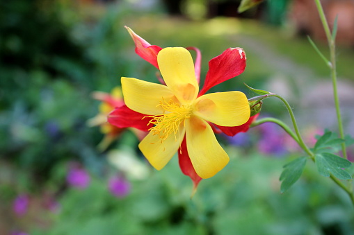Aquilegia skinneri Tequila Sunrise or Columbine or Granny's bonnet blooming bright red to copper-red, orange with golden yellow center flower on dark green background