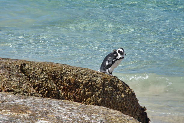 istock African penguin on a rock 1084801138