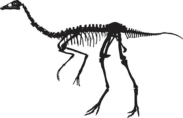 공룡 뼈 - 4694 stock illustrations