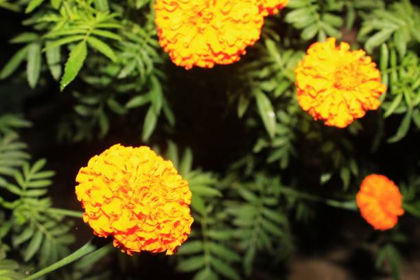 istock orange marigold in bloom in night 1084805086