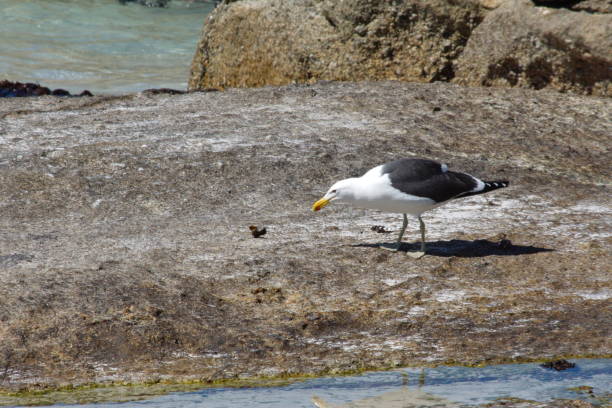 istock Kelp gull eating a mussel 1084805090