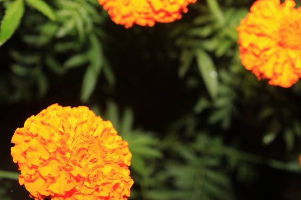 istock circle shape Marigold flower on black background,night photography,copy space,blank space for your text or words 1084805214