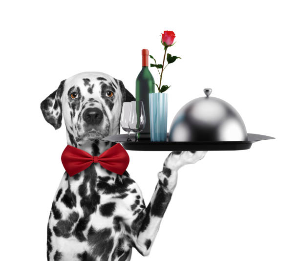 официант далматинской собаки с блюдами, вином и розой. изолированные на белом - waiter butler champagne tray стоковые фото и изображения