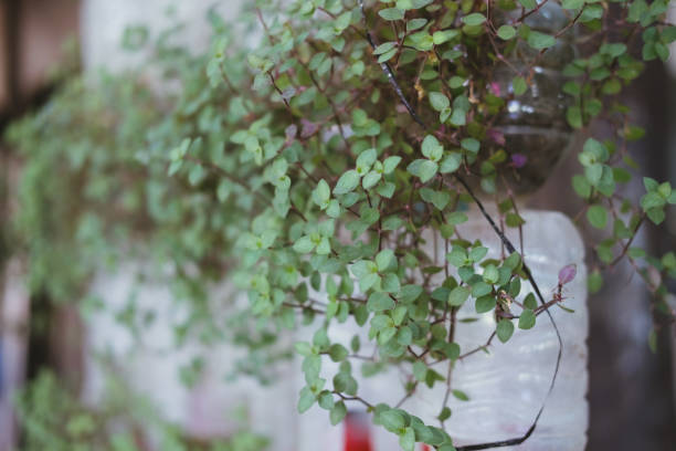 istock plant growing in recycled plastic bottle. vertical garden made by recycling container 1084808160
