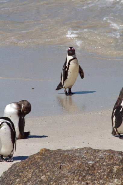 istock African penguin on the beach 1084808230