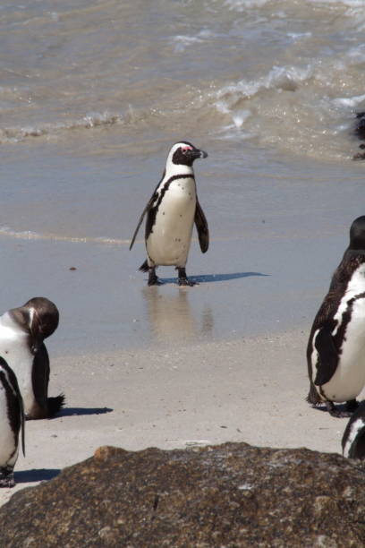 istock African penguin on the beach 1084808360