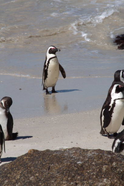 istock African penguin on the beach 1084809628