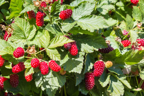 istock loganberry bush with ripe loganberries 1084810352