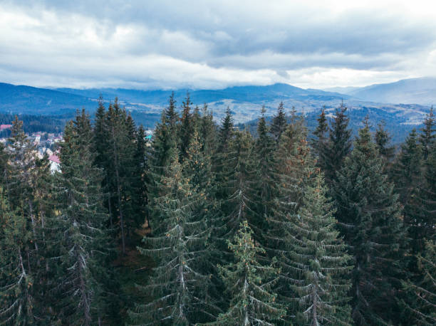 istock aerial view of fir-tree tree forest in carpathian mountains 1084812962