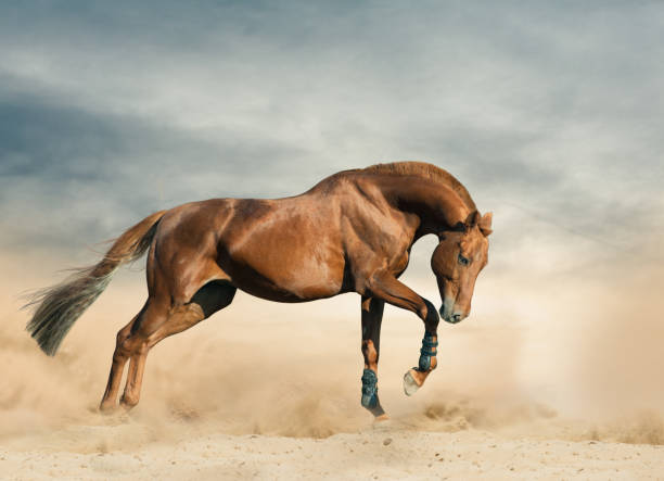 istock Beautiful sportive stallion running 1084818134