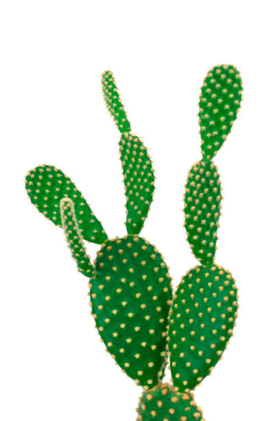 istock Green bunny ear cactus on clear white background 1084818518