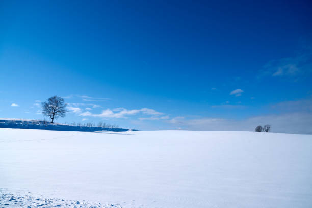 istock Hokkaido island, Biei Japan 1084821670