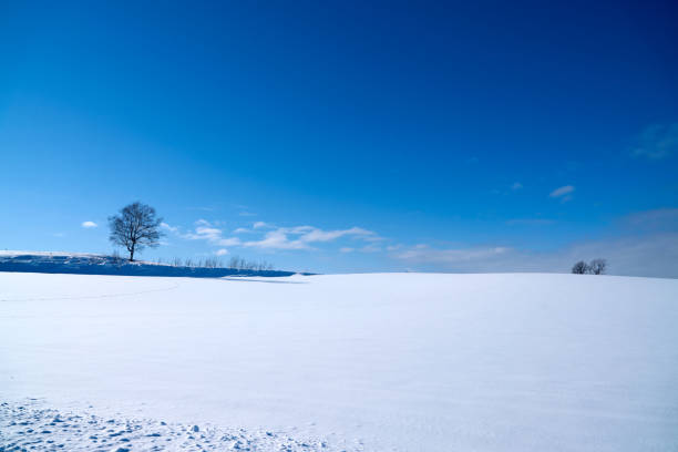 istock Hokkaido island, Biei Japan 1084821674