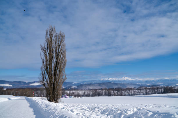 White winter landscape with a snow covered trees in Hokkaido island, northern Japan
